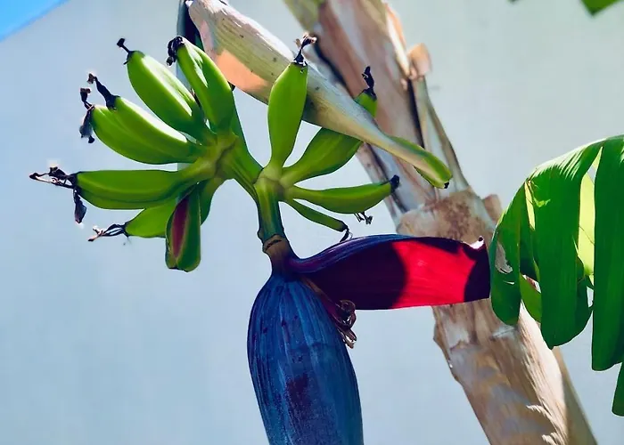 Soulbreeze Kos, Haus 3 Platánion