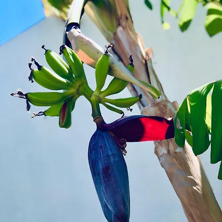 Soulbreeze Kos, Haus 3 Platánion